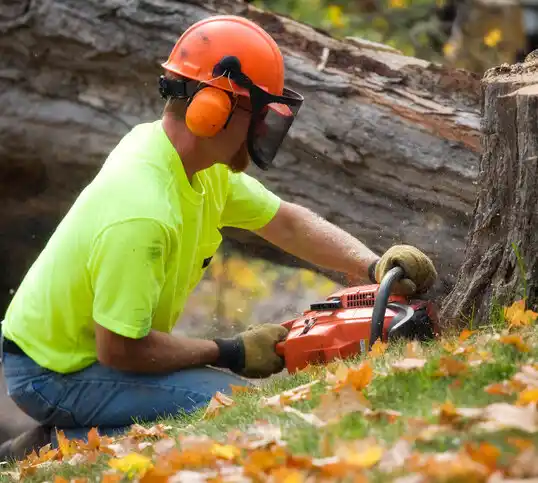 tree services Grafton